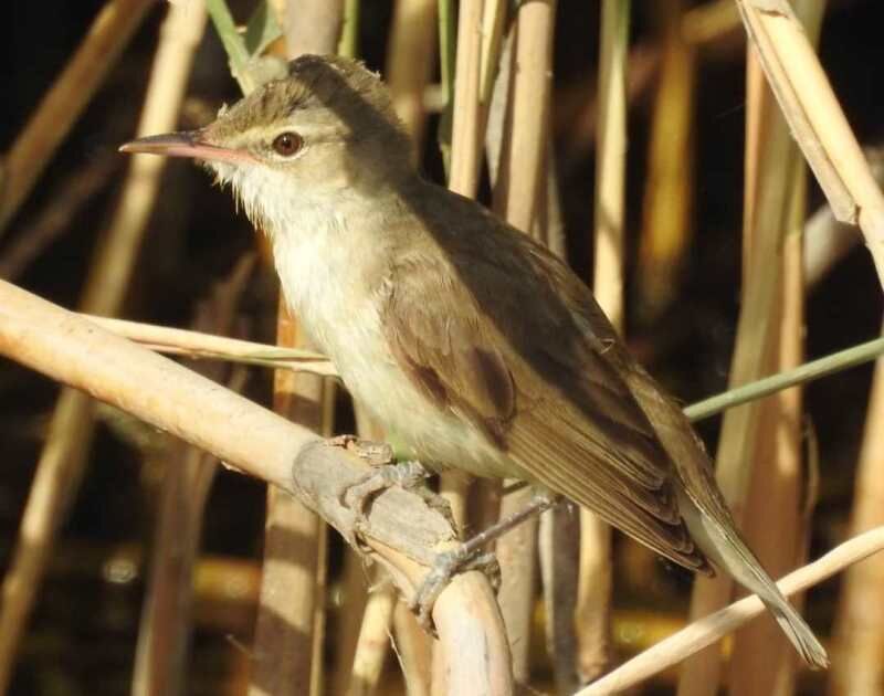 مشاهده پنج گونه پرنده کمیاب در تالاب هور العظیم برای نخستین بار