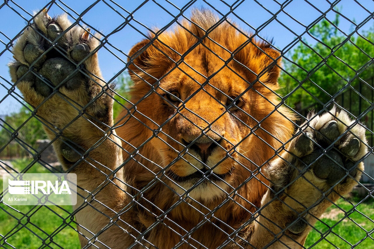 روزگار تلخ حیوانات باغ وحش در قفس تنگ و حصار کرونا