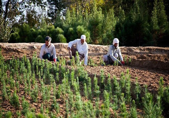 نهالستان کوشکن زنجان بزرگترین تولیدکننده نهال شمالغرب کشور
