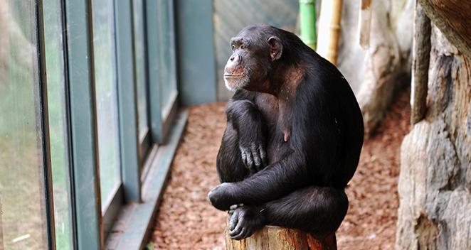 یک شامپانزه گم شده، از مژدگانی هم خبری نیست!