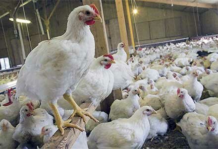 ۵۰ درصد از واحد‌های مرغداری در خراسان رضوی متضرر شده‌اند