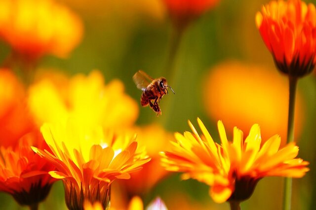 زنبور‌ها به کمک گرده‌افشانی باغات و مراتع می‌روند
