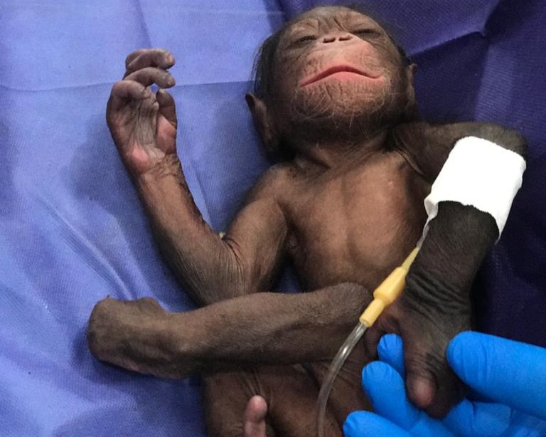 در حاشیه ماجرای بچه شامپانزه، پرونده «باران» در دادگاه