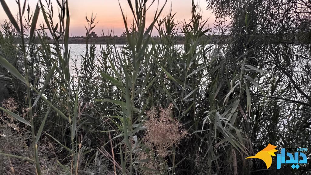 نغمههای غمانگیز نیزارهای کارون: آب مایه بیماری! نغمههای غمانگیز نیزارهای کارون: آب مایه بیماری!