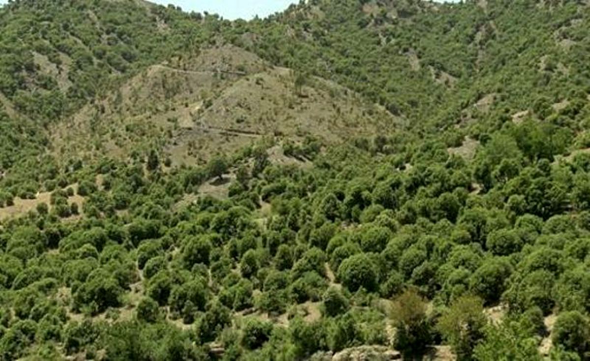 اثر عوامل اقلیمی بر زوال جنگل‌های زاگرس مرکزی