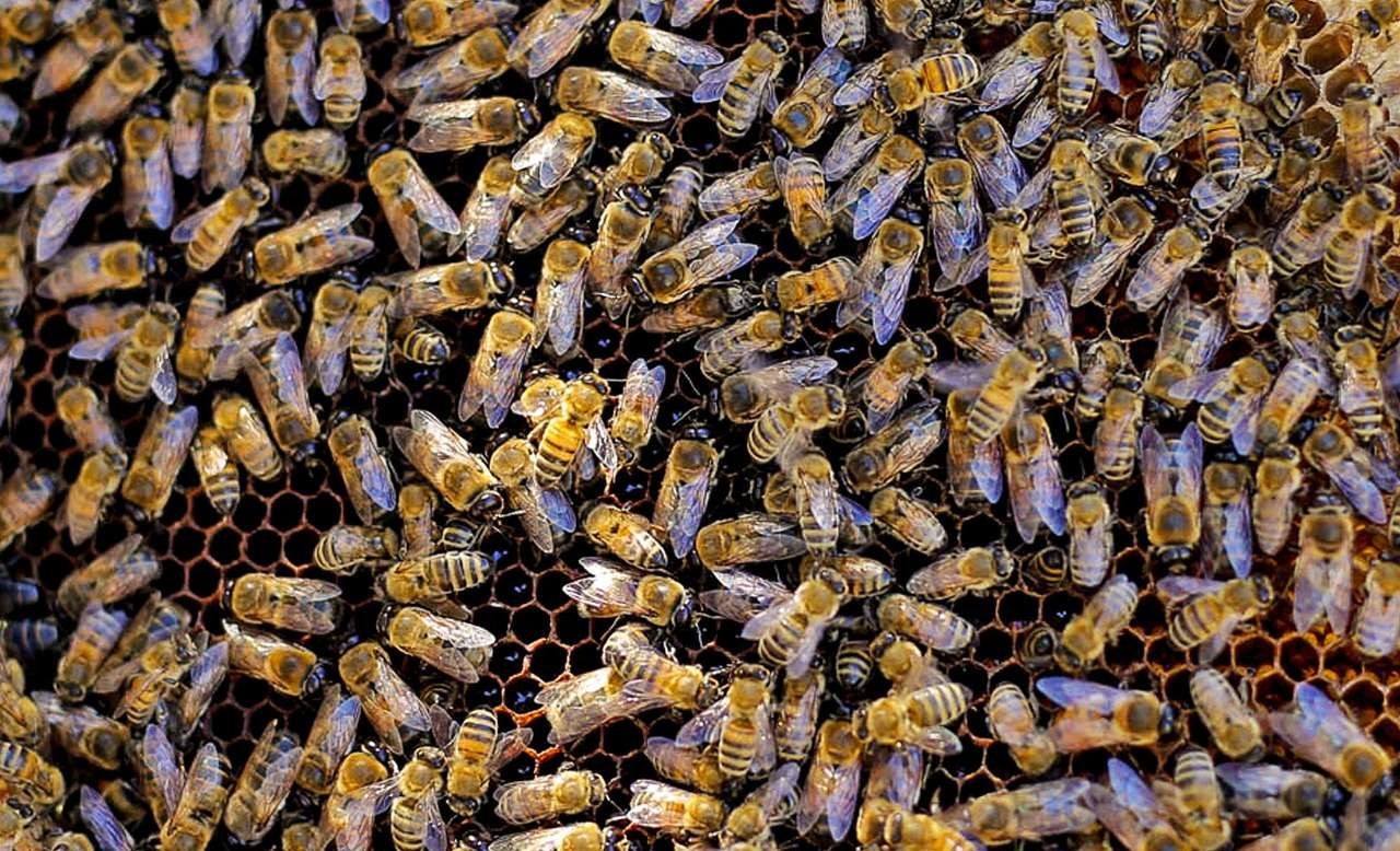 تلف شدن ۴۰ درصد از جمعیت زنبور عسل کشور به دلیل ناشناخته