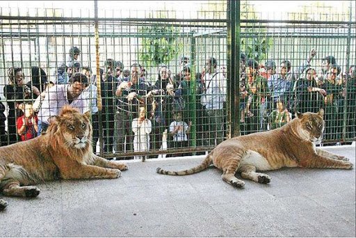 علت عدم تعطیلی باغ‌وحش‌های غیراستاندارد