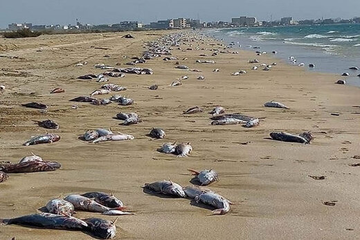 علت مرگ گربه ماهیان در ساحل جاسک چه بود؟
