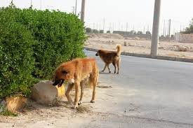 تهدید سگ‌های ولگرد برای محیط زیست 