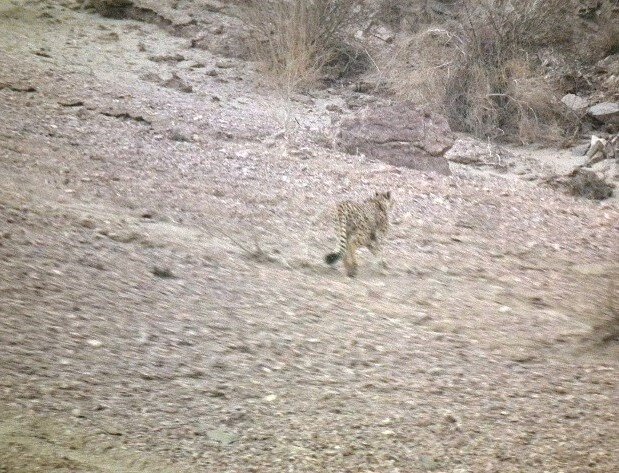 مشاهده یوزپلنگ ایرانی در یزد 