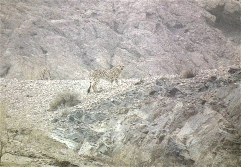 مشاهده یوزپلنگ ایرانی در یزد 