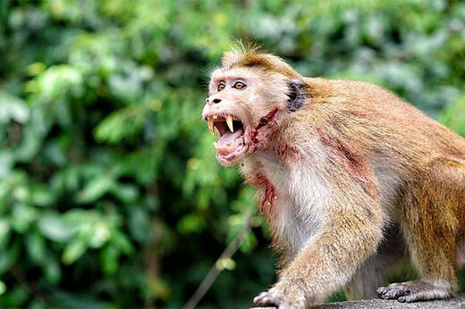 میمون‌های انتقام‌جوی هندیو مرگ ۲۰۰ توله‌سگ 