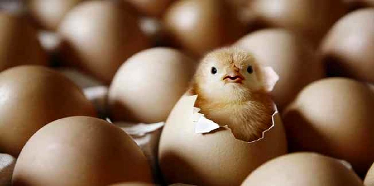 برخورد با گرانفروشی مرغ و تخم‌مرغ 