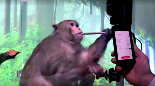 اعتراض فعالان حقوق حیوانات؛ ایلان ماسک میمون‌ها را شکنجه کرده است