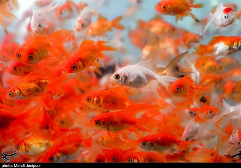 ماهی قرمز؛ عضو جدا نشدنی سفره هفت‌سین/ گزارش تصویری