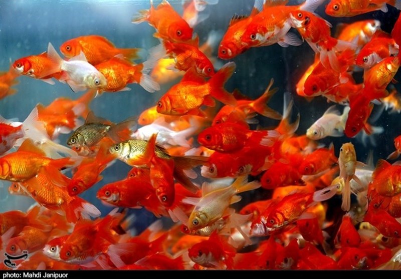 ماهی قرمز؛ عضو جدا نشدنی سفره هفت‌سین/ گزارش تصویری