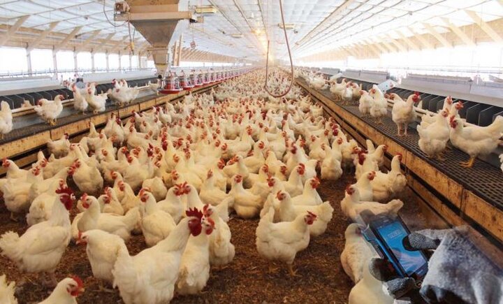 گرایش به تولید گوشت مرغ