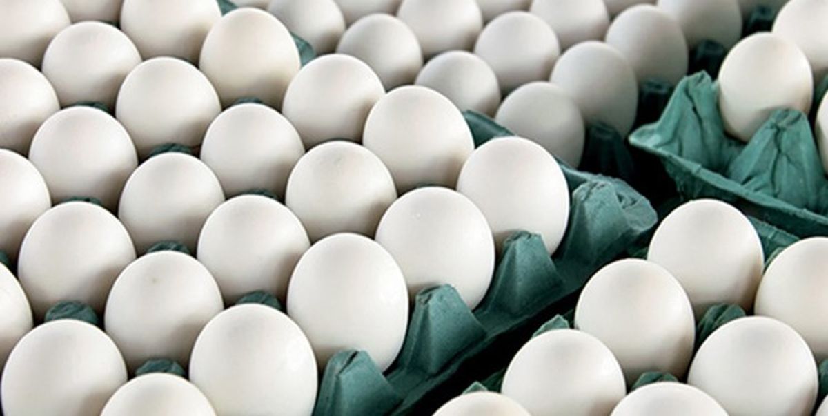 وضعیت تولید تخم مرغ