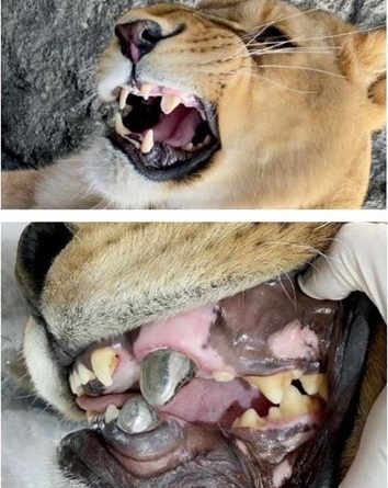 ماجرای عمل جراحی هولناک عصب‌کشی دندان یک شیر