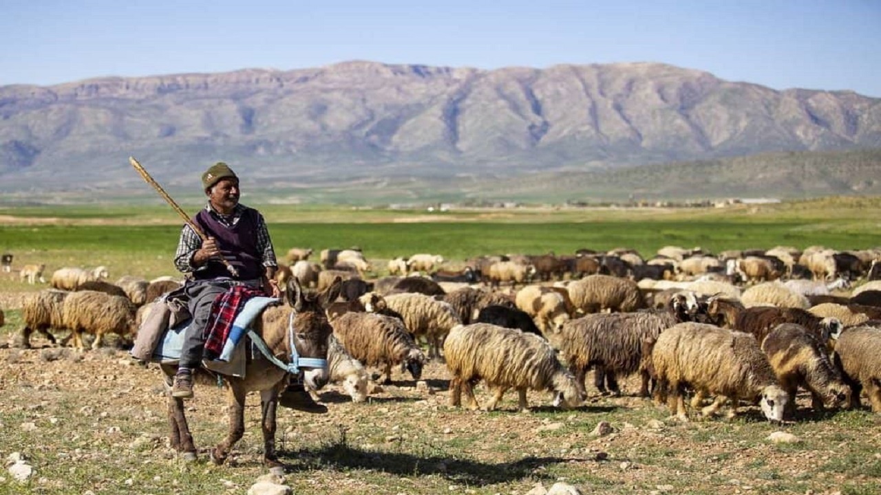  خرید حمایتی دام عشایر