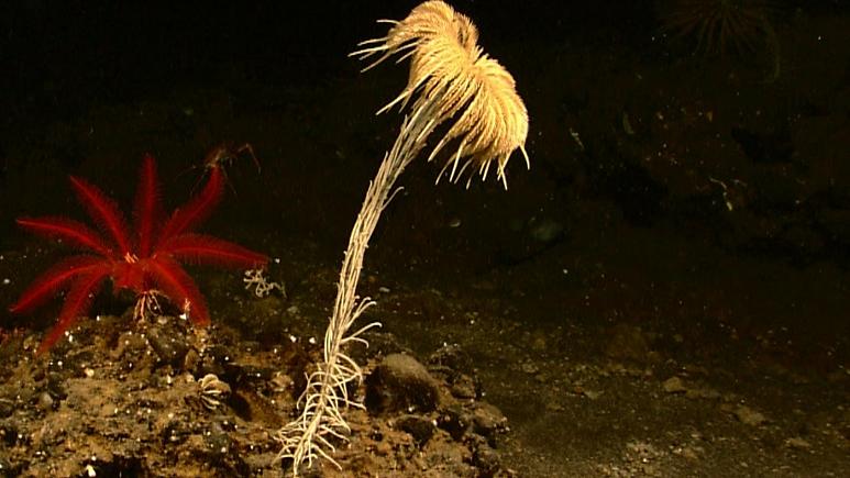 کشف فسیل زنده در کف اقیانوس