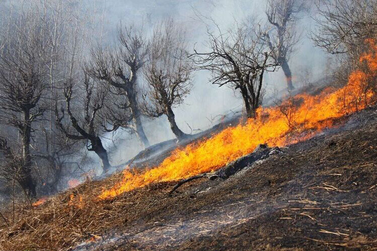 آتش سوزی جنگل زاگرس کشاورزان
