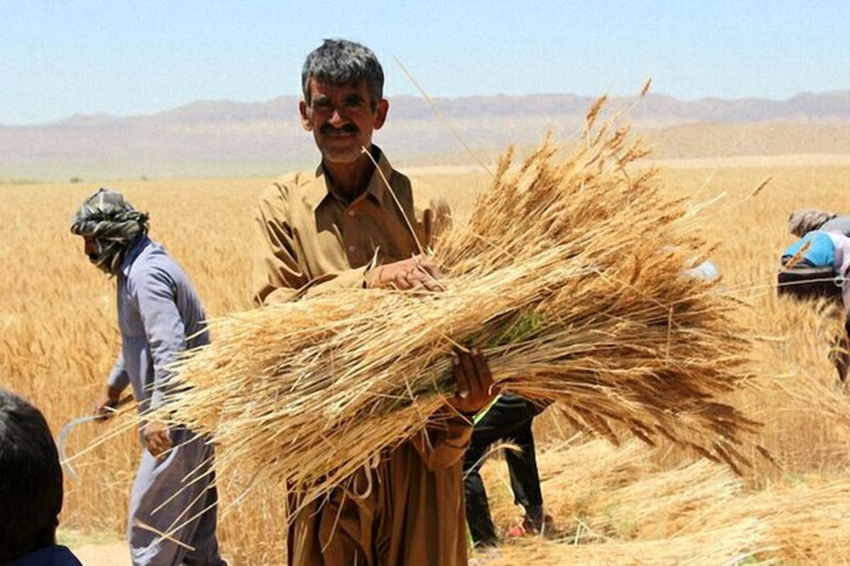 جایزه هزار تومانی برای گندمکاران