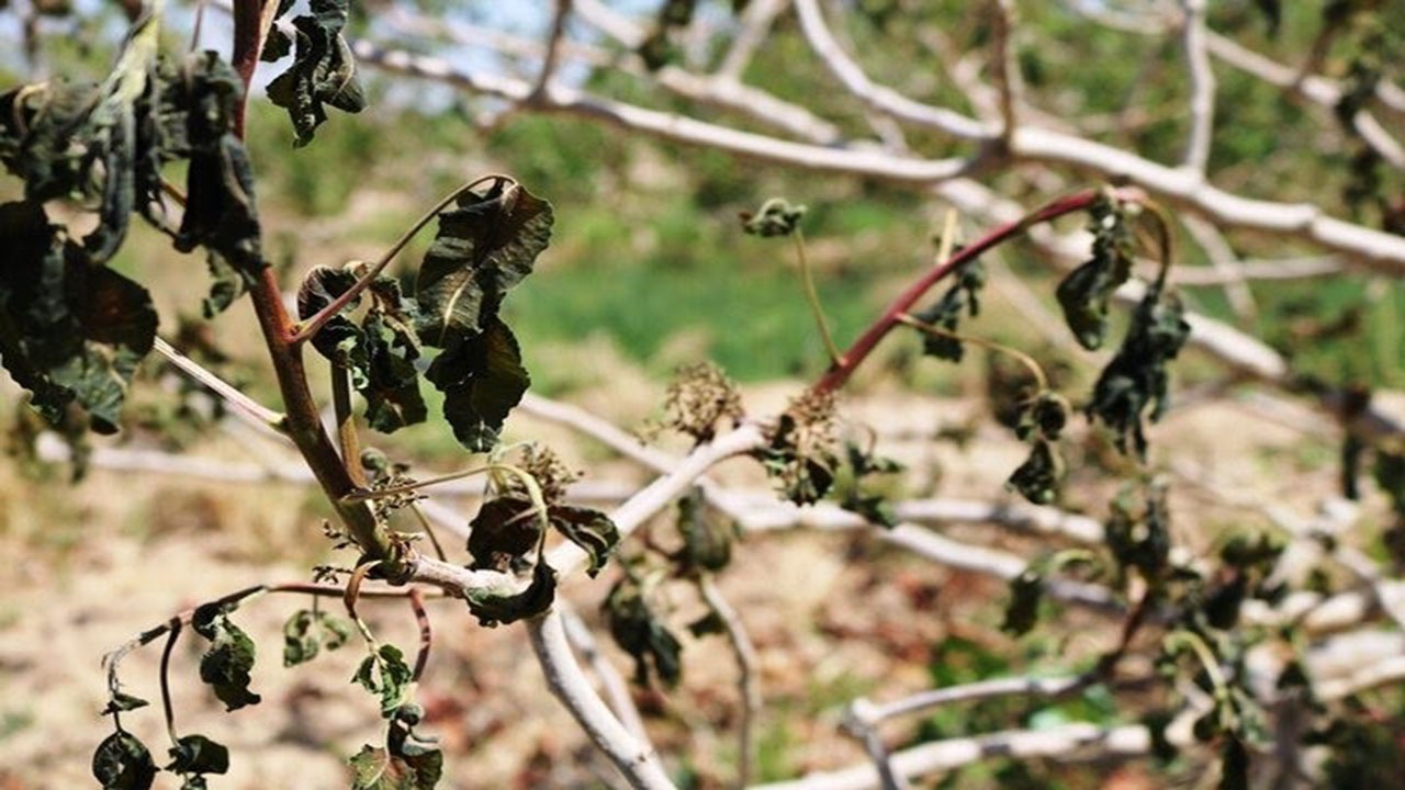 سرمای شبانه محصولات کشاوری