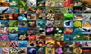  وبینار «گونه‌های مهاجم و تبعات آن بر تنوع زیستی»