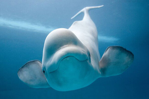 نجات باورنکردنی غواصی از دهان نهنگ