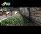 چای ایرانی و چالش ها
