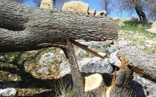  قطع درختان تهران/ به بهانه بلند مرتبه‌سازی/محیط زیست