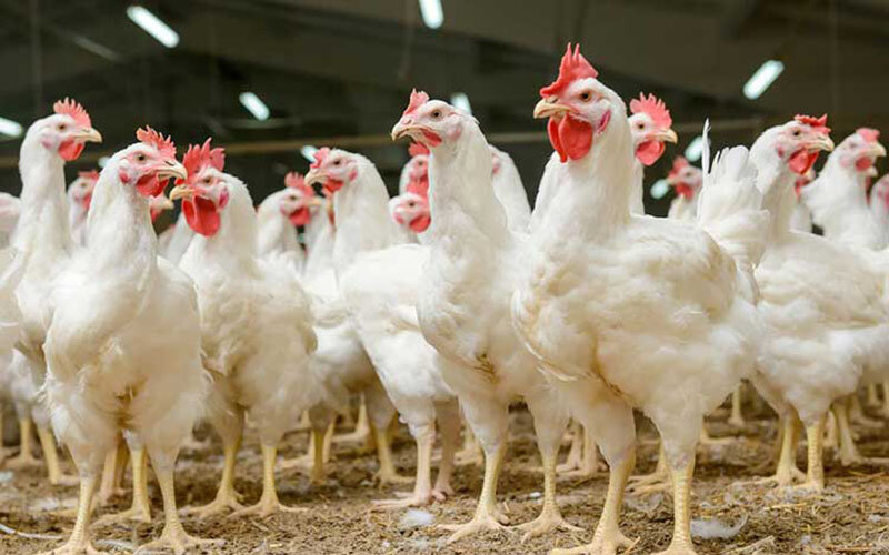 تولید 65 هزار تن گوشت مرغ 