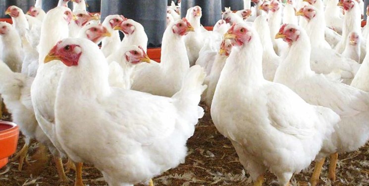سرمایه گذاری اعراب روی تولید مرغ و تخم مرغ