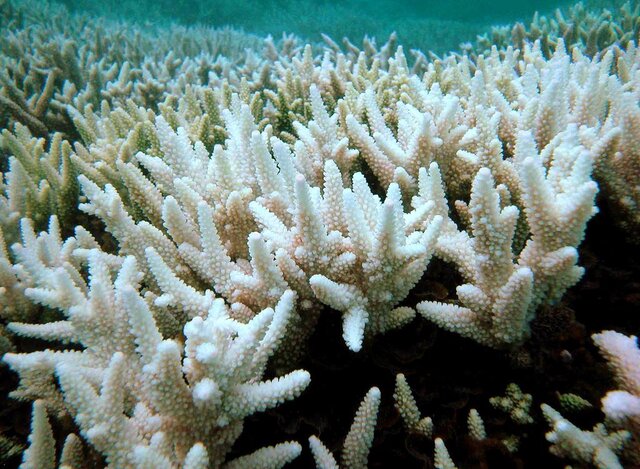نابودی مرجان‌های خلیج چابهار