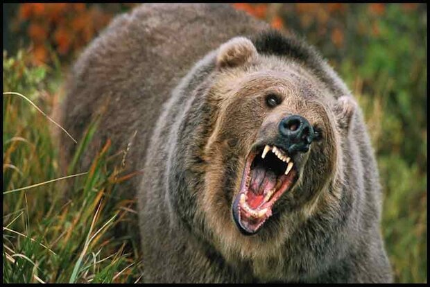حمله خرس به دامدار 