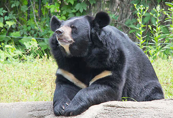 خرس سیاه آسیایی در سیستان و بلوچستان
