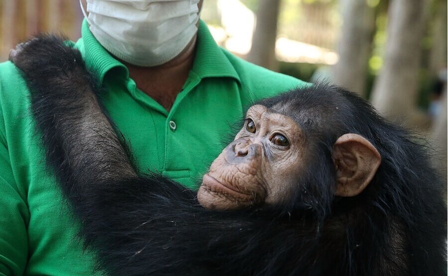 آخرین وضعیت باران شامپانزه در کنیا
