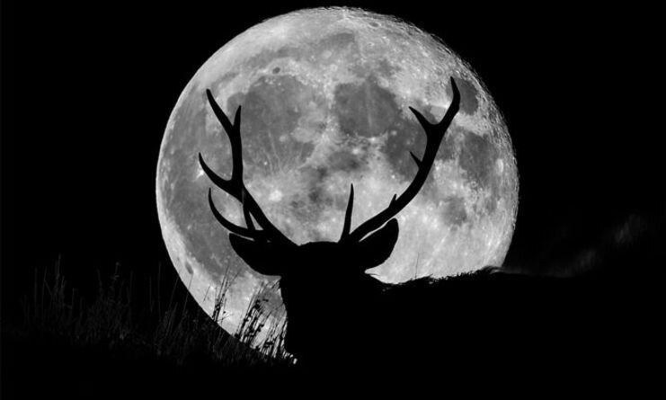 ماه گوزن در آسمان شب