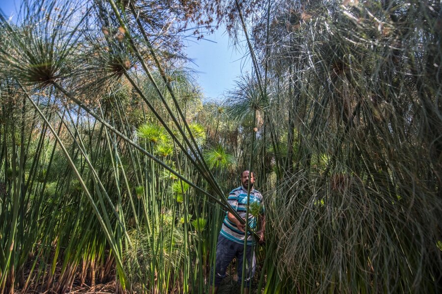 سنت فرعونی پاپیروس در مصر