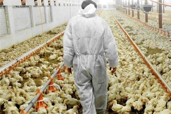 تفاوت زیاد قیمت مرغ از تولید تا مصرف