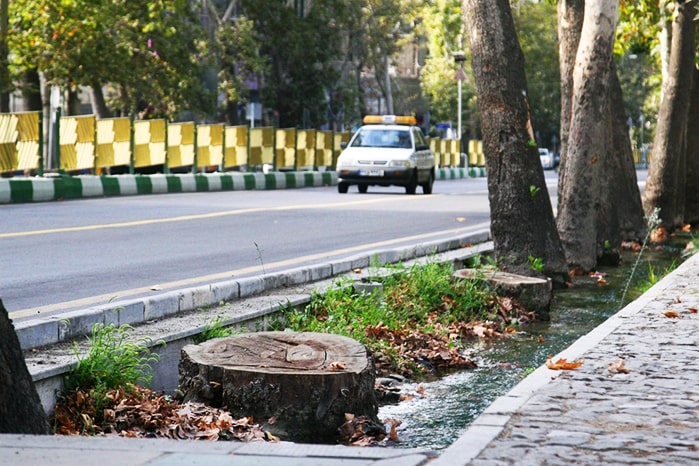 درختان خیابان ولیعصر در خطر مرگ؛ ساخت و ساز بلای جان درختان