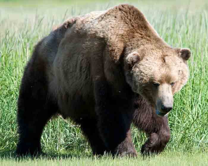 مرگ خرس قهوه‌ای فیروزکوه