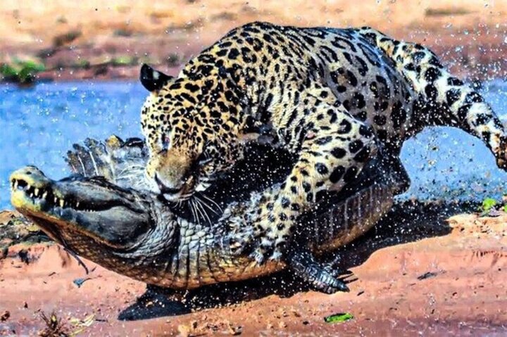 شکار تمساح توسط دو پلنگ