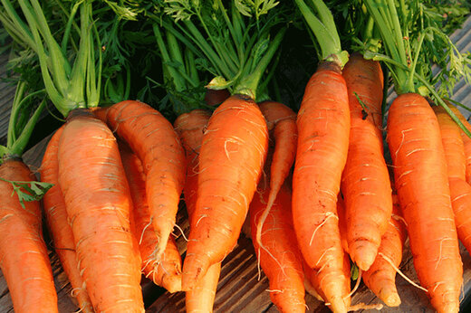 کاهش قیمت هویج 