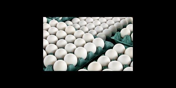 افزایش سهم تخم مرغ در سفره‌ها