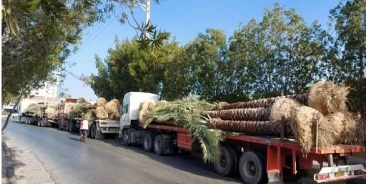 انتقال نخل‌های خوزستان به کشورهای حاشیه خلیج فارس صحت ندارد