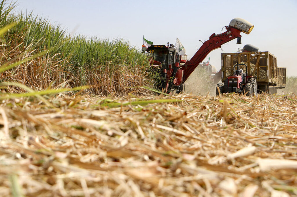 نیشکر الگوی موفق یک صنعت سبز است نیشکر الگوی موفق یک صنعت سبز است