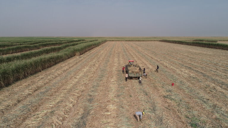 تأکید دکتر ناصری بر نقش نیشکر در احیای زمین‌های شور