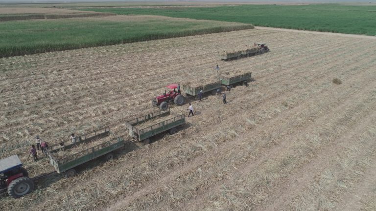 تأکید دکتر ناصری بر نقش نیشکر در احیای زمین‌های شور